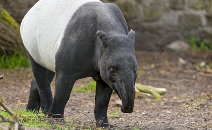 The Malay Tapir has moved from Vulnerable to Endangered on the IUCN Red List, due to large-scale deforestation associated with increased hunting. (Credit: Tambako)
